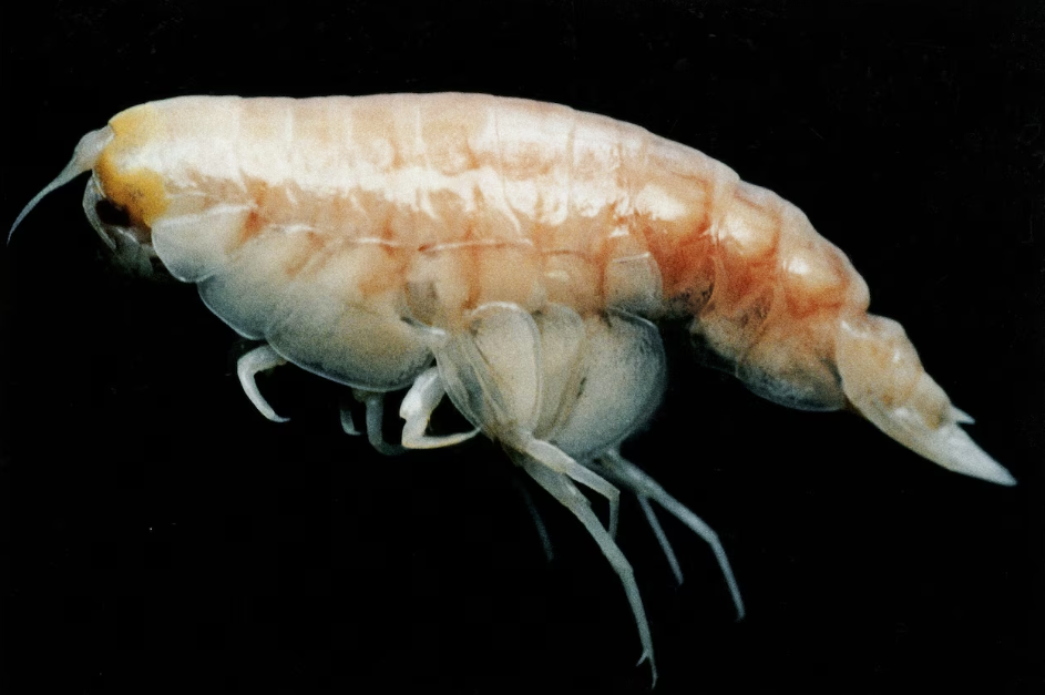 Image of Giant Amphipod