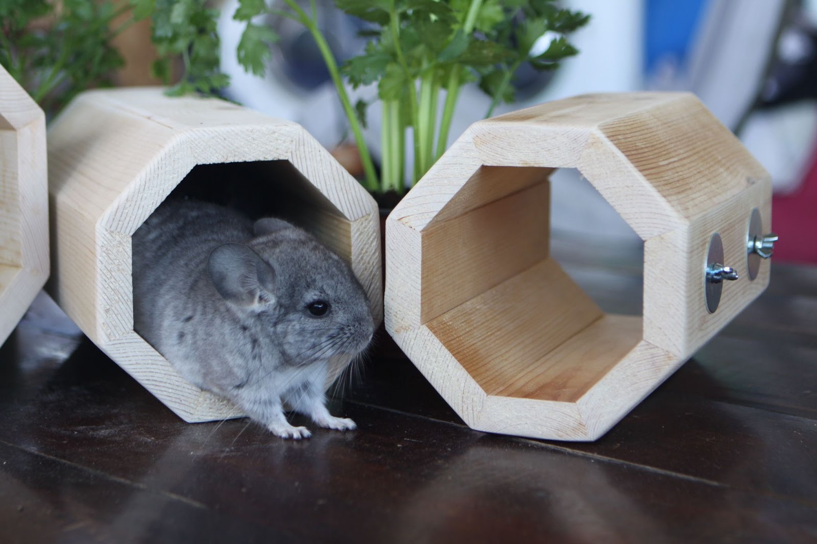 Wood For Chinchilla Cage