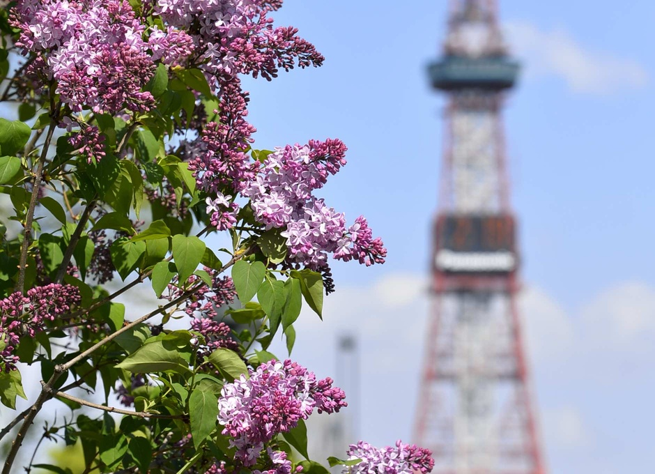 2.初夏の訪れを告げるライラックの花が見頃「大通公園」