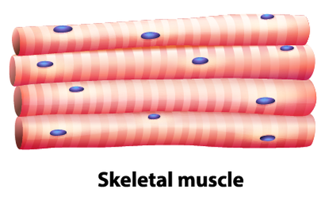 Muscle Tissue - SCIENTIST CINDY