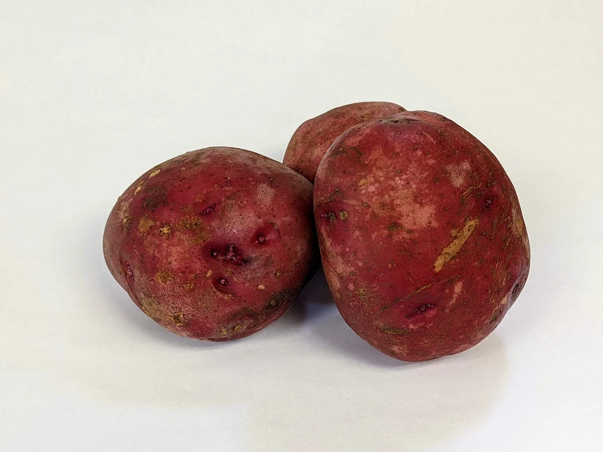 Red Norland