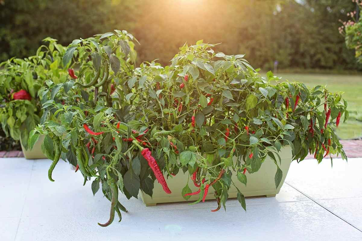 Ideal Containers for Growing Bell Peppers