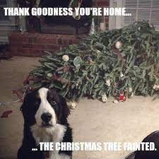 Dog sitting in front of a Christmas tree laying on the ground.

Caption: Thank goodness you’re home…the Christmas tree fainted.
