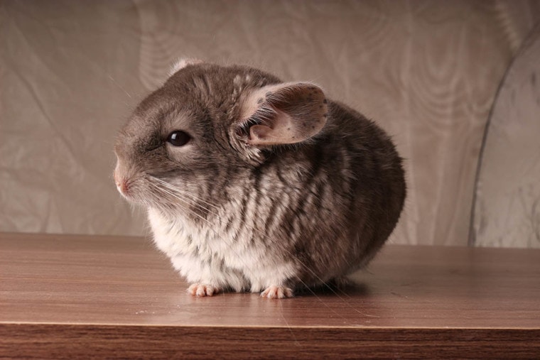 Brown Chinchilla