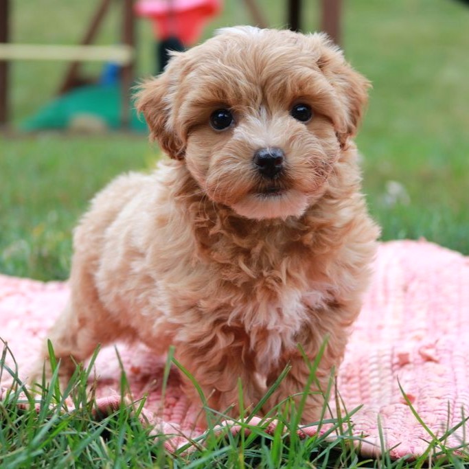 havapoo puppy breed