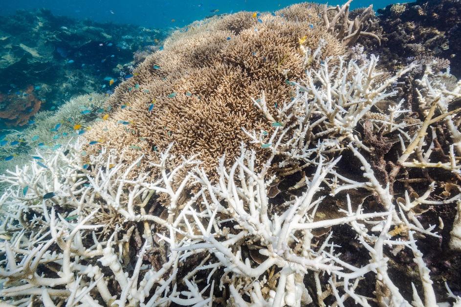 Fourth Wave of Coral Reef Bleaching