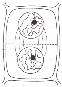 মাইটোসিস কোষ বিভাজন -Telophase