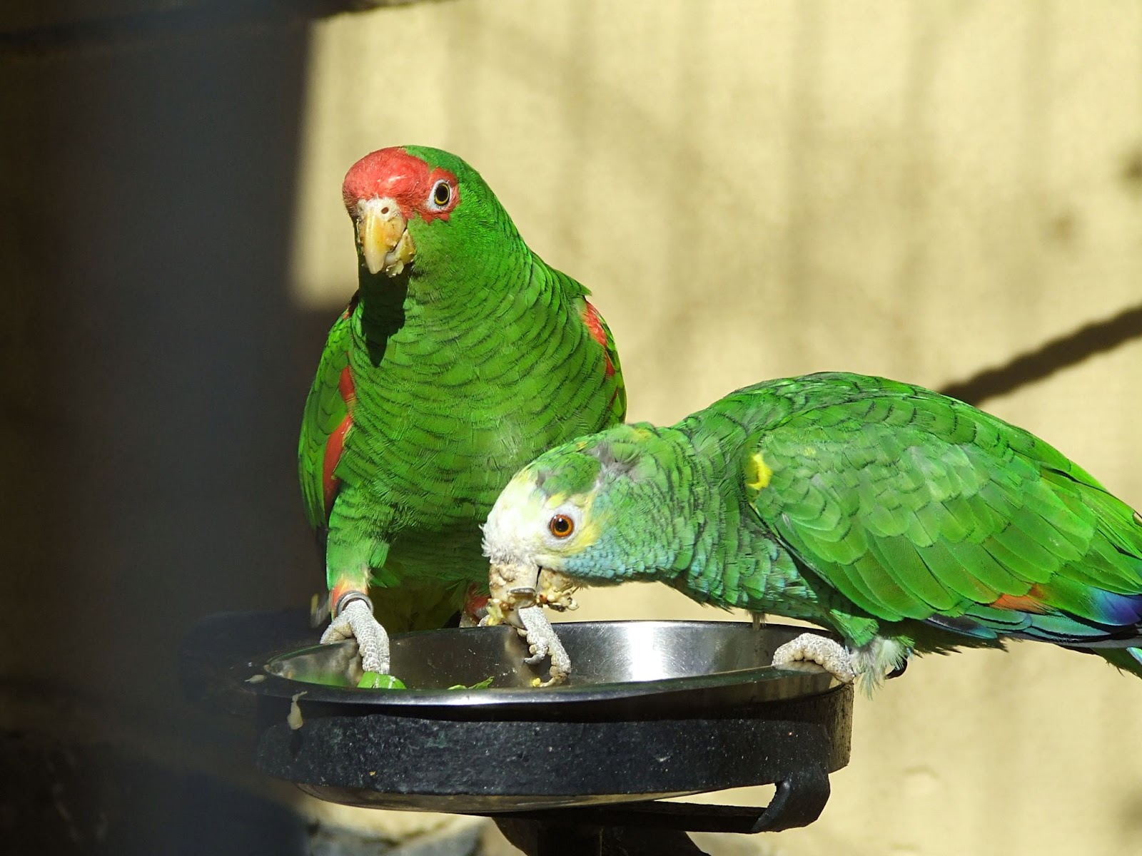 Chop Recipe For Parrots