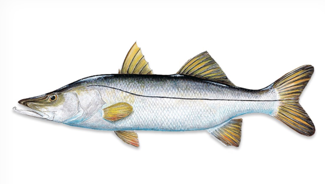 Florida Saltwater Fish - Snook Saltwater Fish