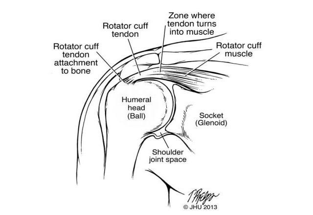 Shoulder tendons