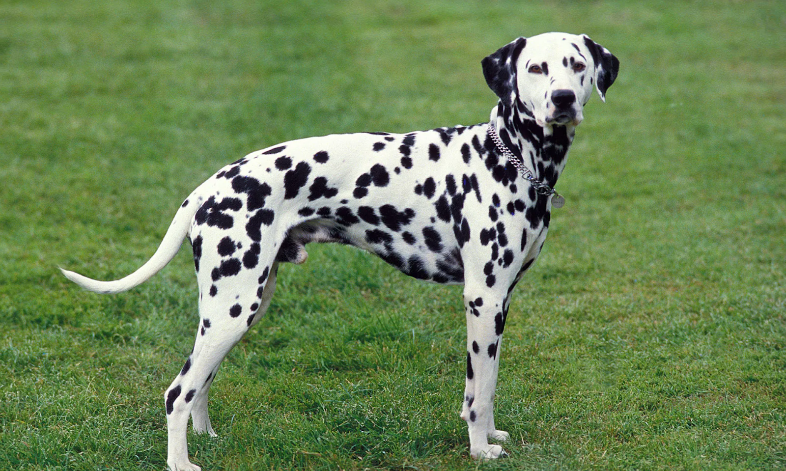 Dalmatian Worst Dog Breeds