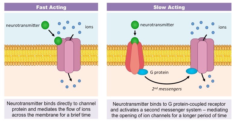 neuromodulators