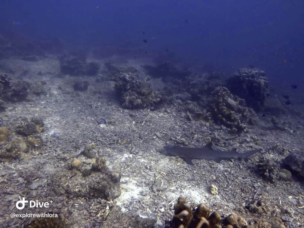 Reef Sharks diving Sipadan