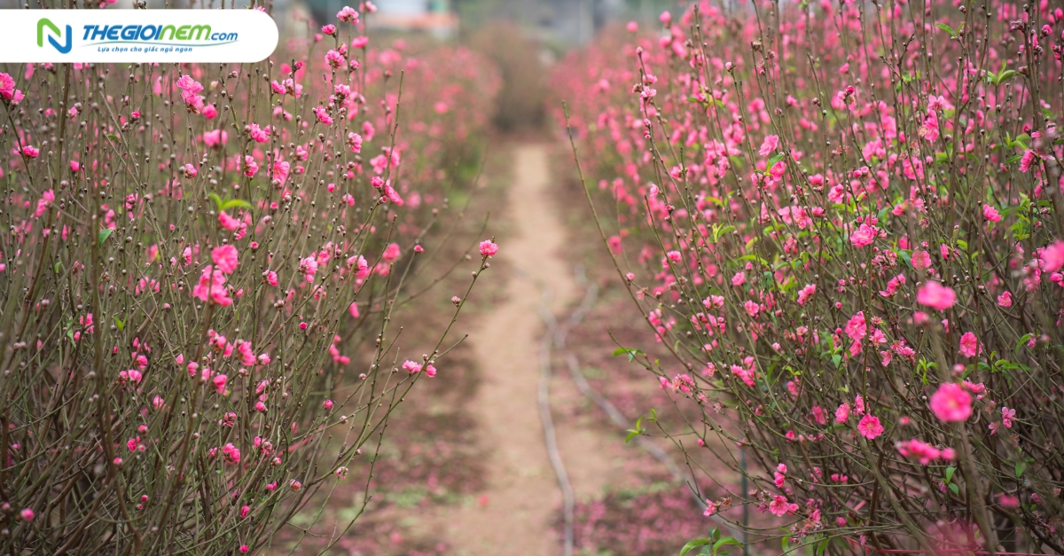 Ý nghĩa hoa đào ngày Tết trong văn hóa người Việt