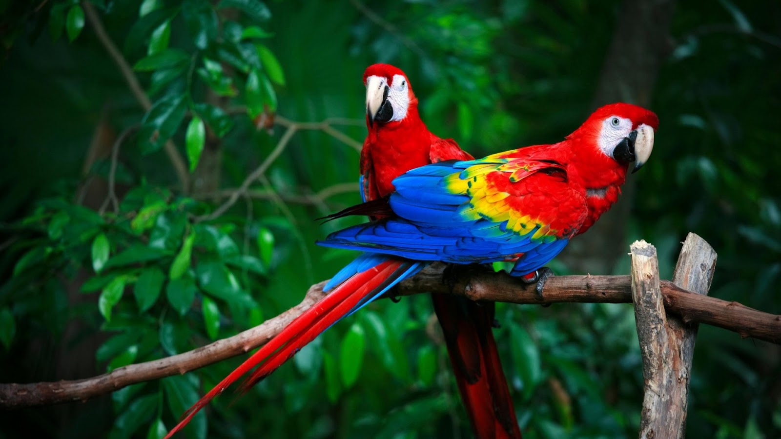 Small Red Parrots