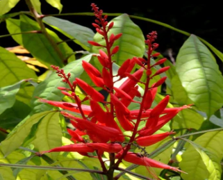 A close-up of a red flower

Description automatically generated