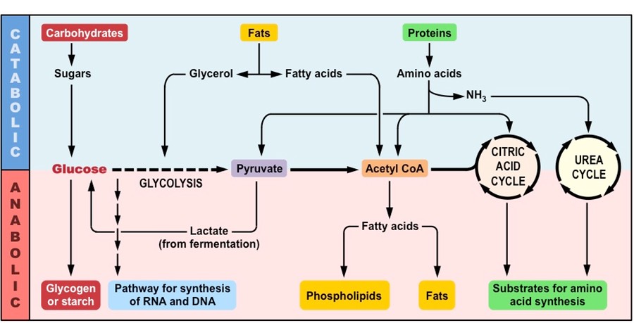 anabolic vs catabolic pathways