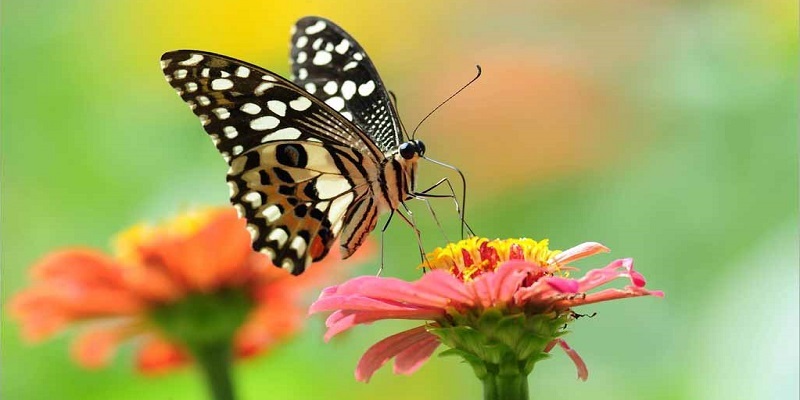 Ý nghĩa của biểu tượng con bướm