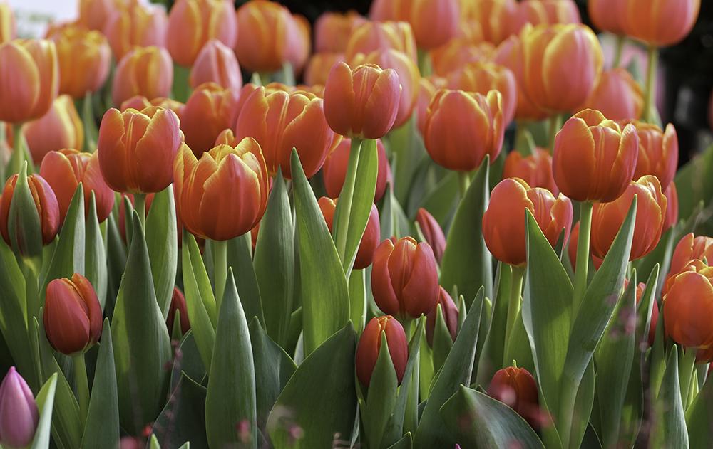 A collection of orange tulips 