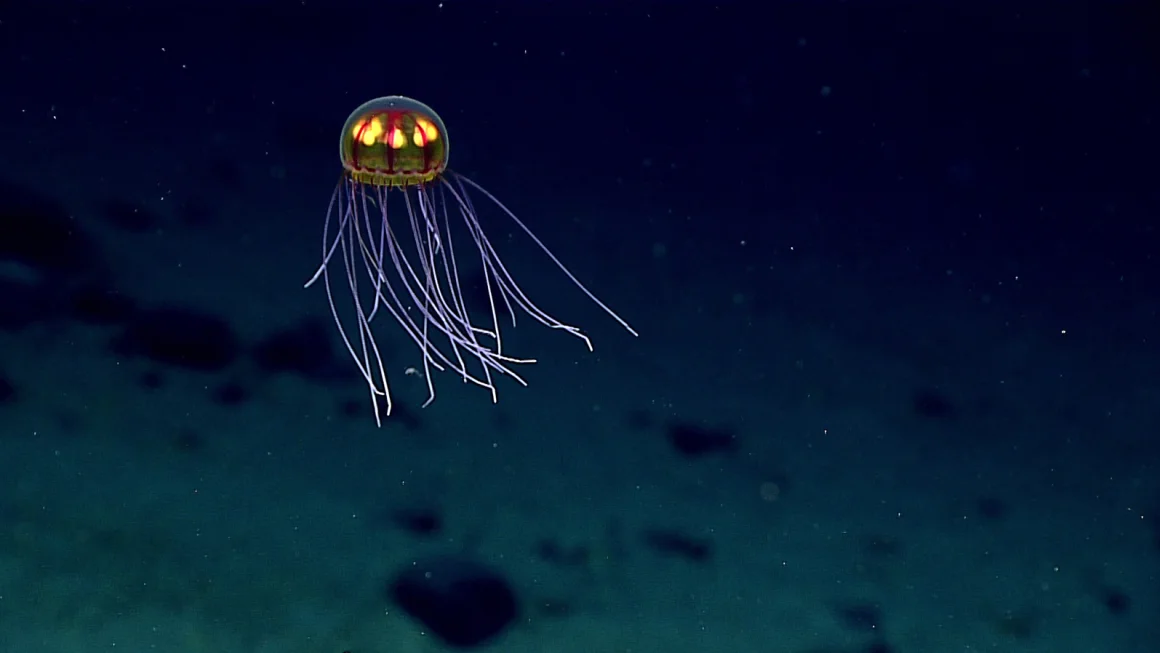 A bioluminescent jellyfish is shown in an image taken during exploration of the Marianas Trench Marine National Monument area in the Pacific Ocean near Guam and Saipan,