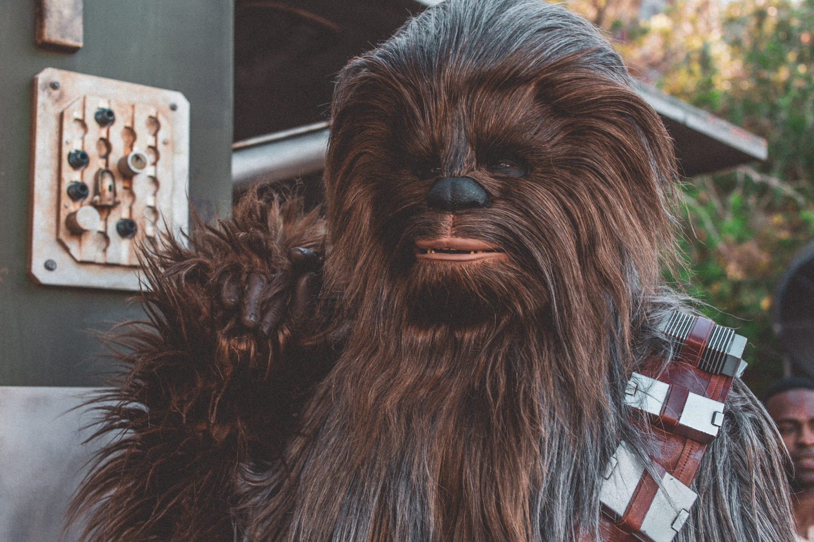 Wookie Character of Star Wars Movie