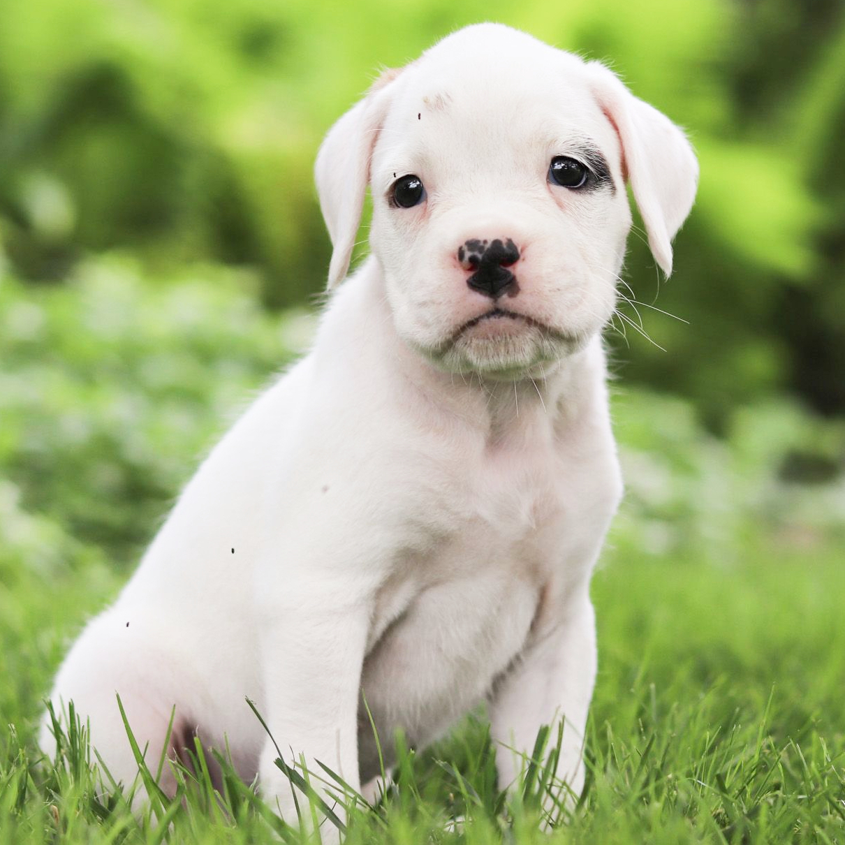 boxer puppy