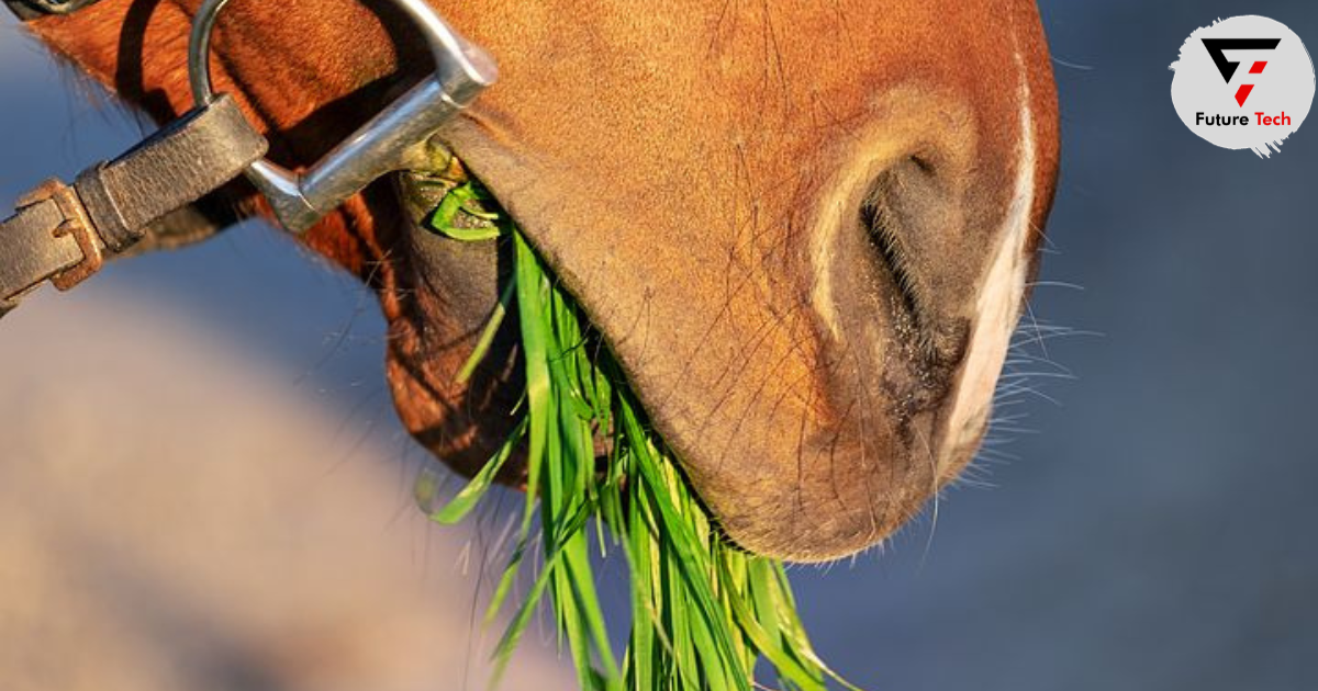 Is Celery Safe to Feed My Horse?