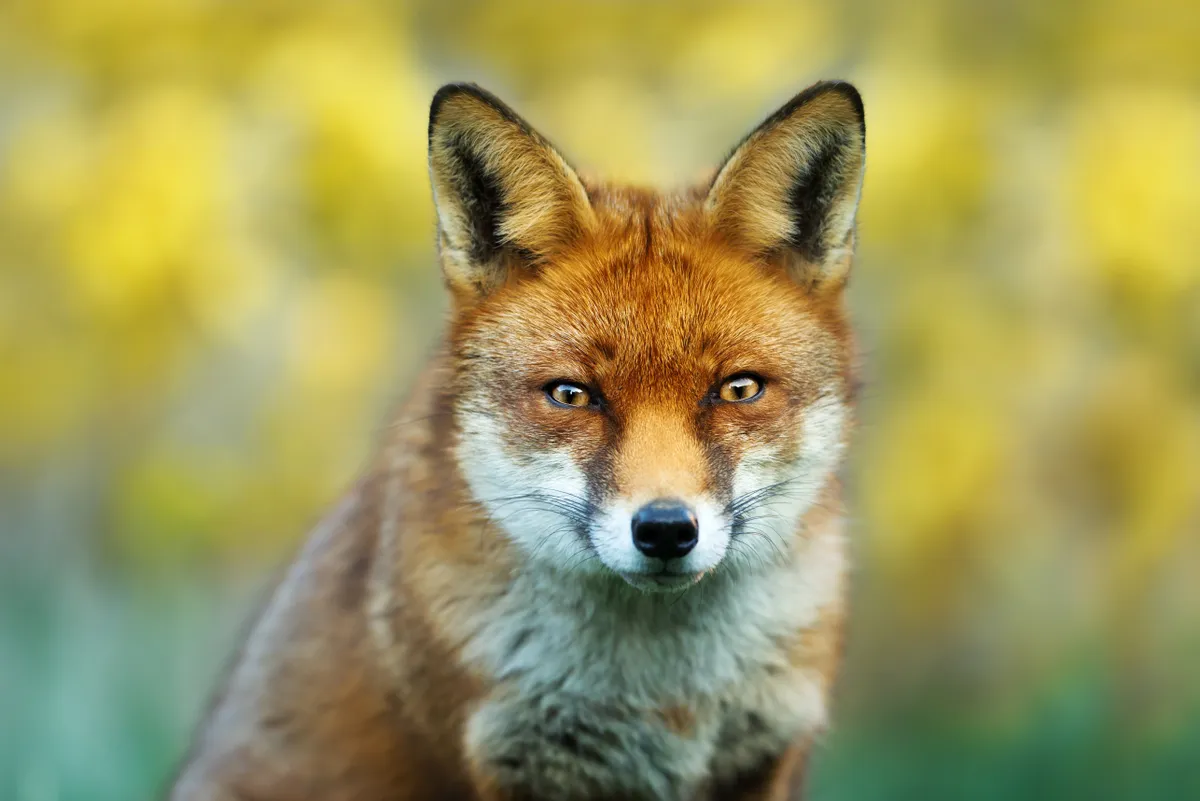 why do foxes scream