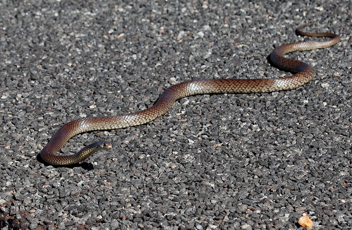 Brown Snakes Virginia