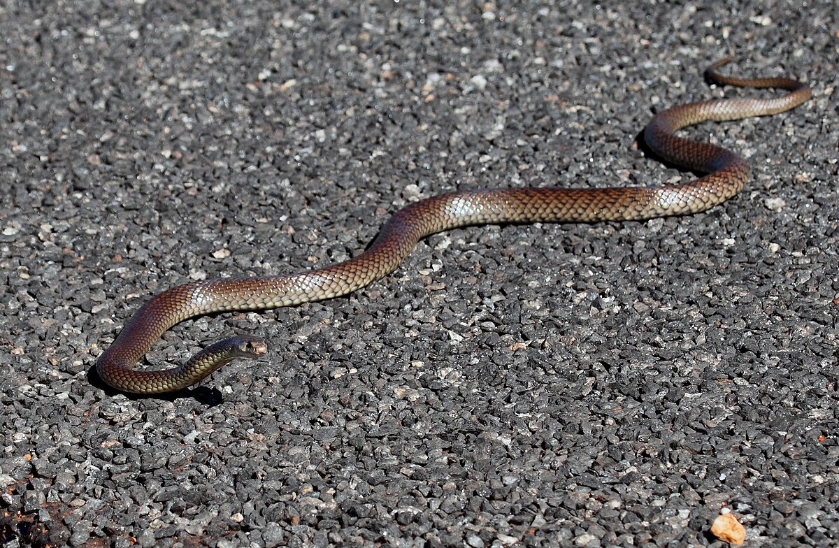 Brown Snakes Virginia