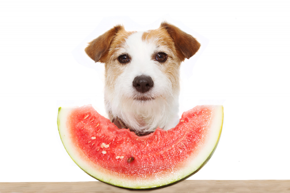 Dog eating watermelon