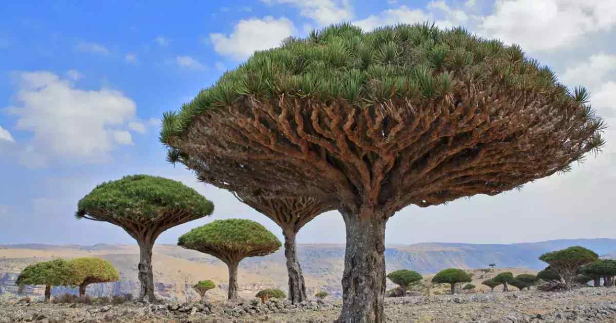 Socotra Island, Yemen + 10 Incredible Destinations You Never Knew Existed