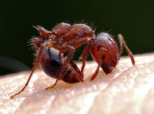 Red imported fire ants.