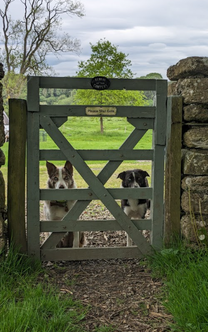 Two dogs behind a gate

Description automatically generated