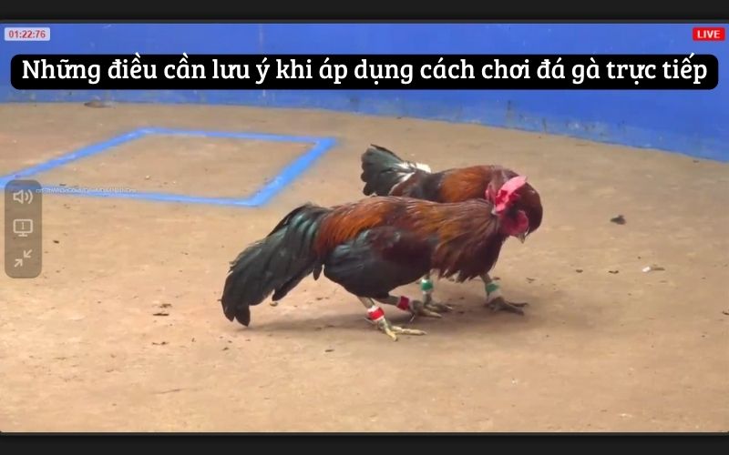 Những điều cần lưu ý khi áp dụng cách chơi đá gà trực tiếp