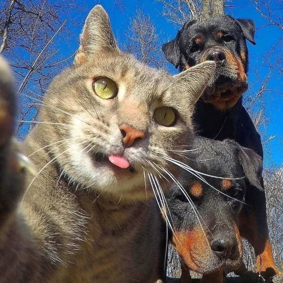 Cat selfies Well, these selfies are definitely better than mine. ???? How about you.? Credit -yoremahm | IG