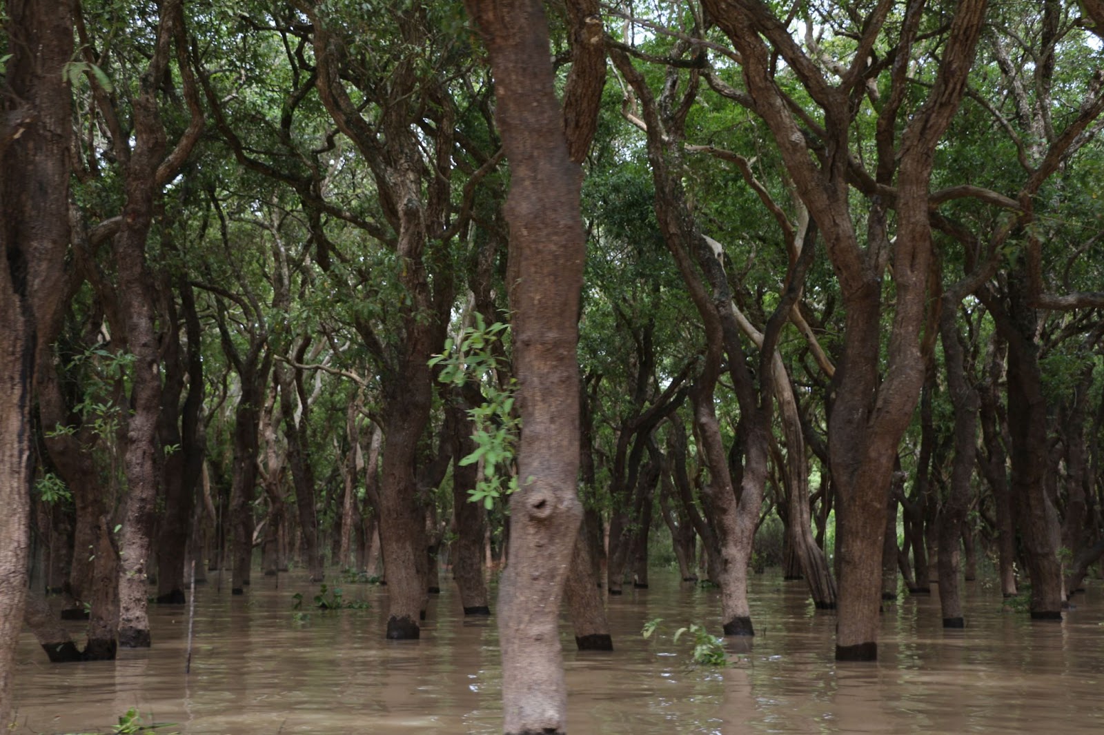 3 days in Siem Reap. This is the flooded forests of Tonle Sap.