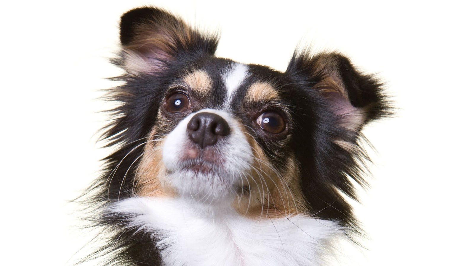 Adorable Chihuahua with a long coat close up white background