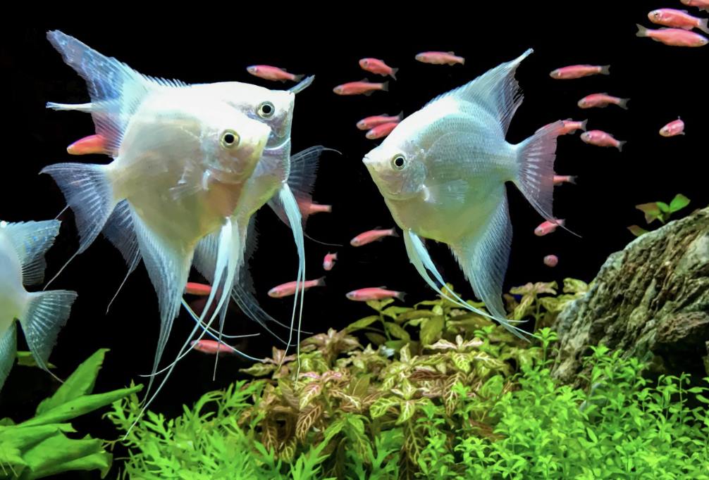 Angel Fish Saltwater - Angelfish Tank Mates