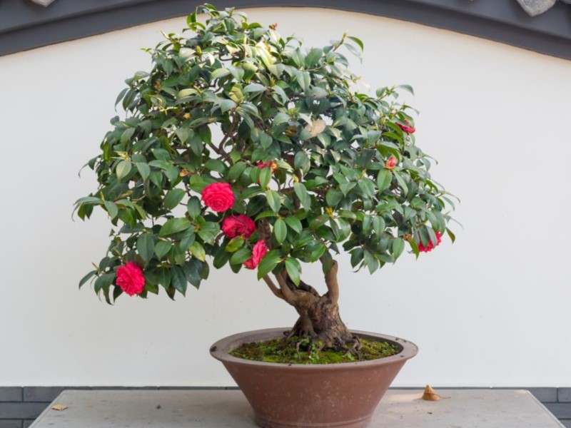 Propagation rose bonsai