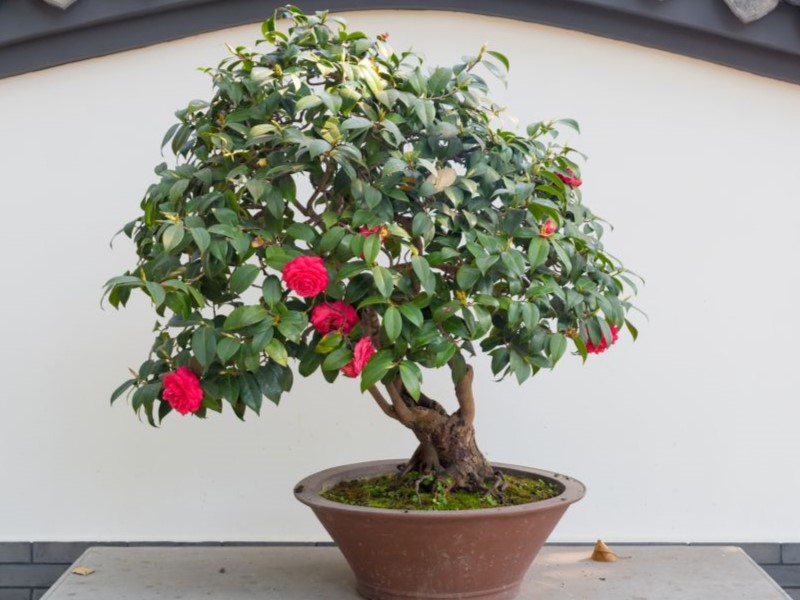 Bonsai Tree Growing Guides, Tips, and Information