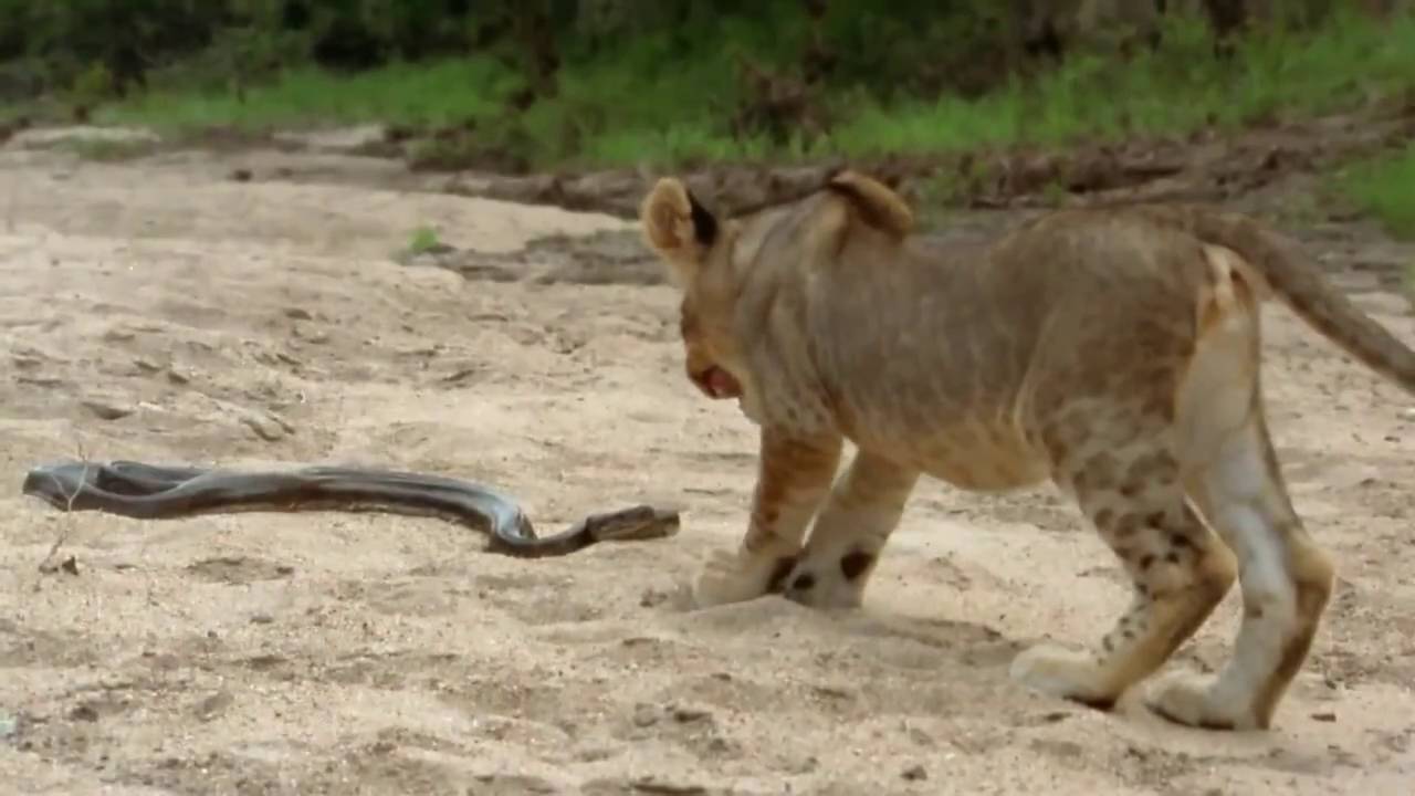 Do Lions Eat Snakes