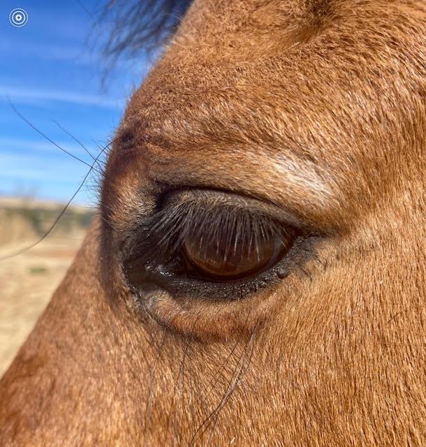 A close up of a horse's eye

Description automatically generated with medium confidence