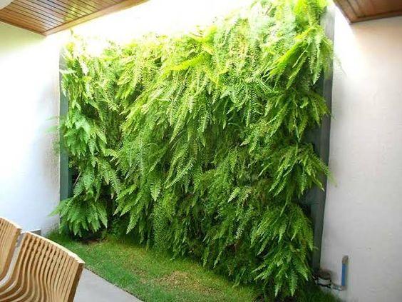 Vertical Ferns Garden 