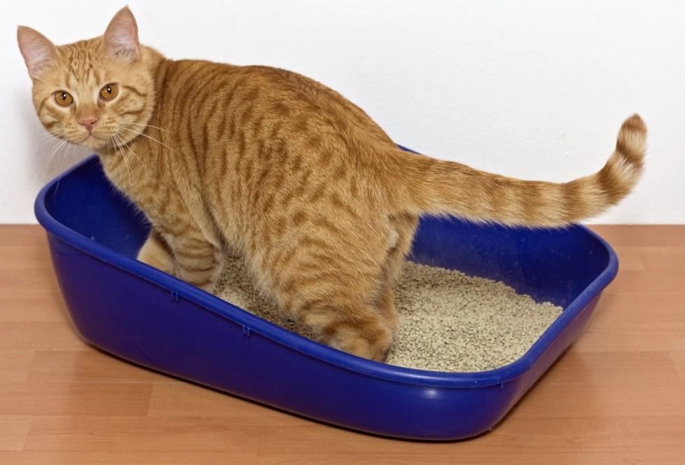 Can an outdoor cat be trained to use an indoor litter box?