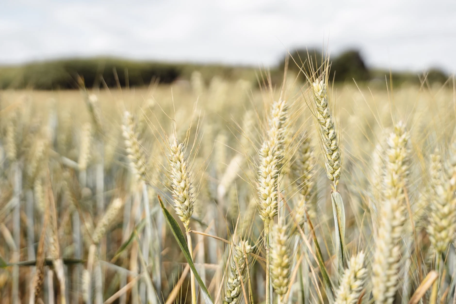 A field of wheat

Description automatically generated with medium confidence