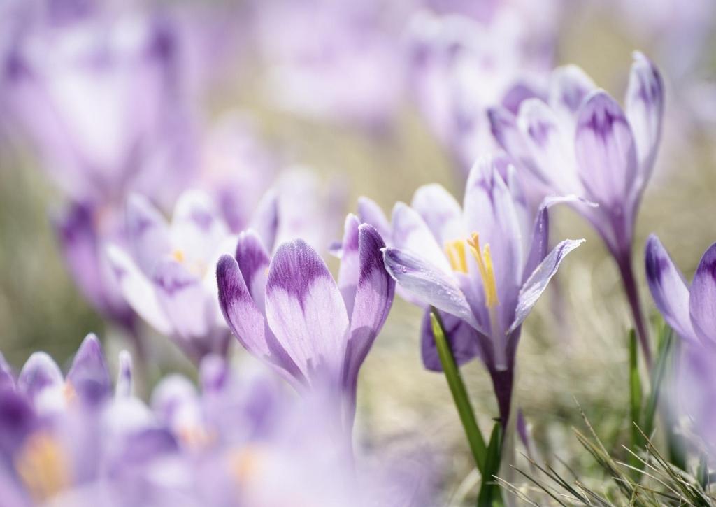 Ein Bild, das Pflanze, Blume, Blütenblatt, Elfen-Krokus enthält.

Automatisch generierte Beschreibung