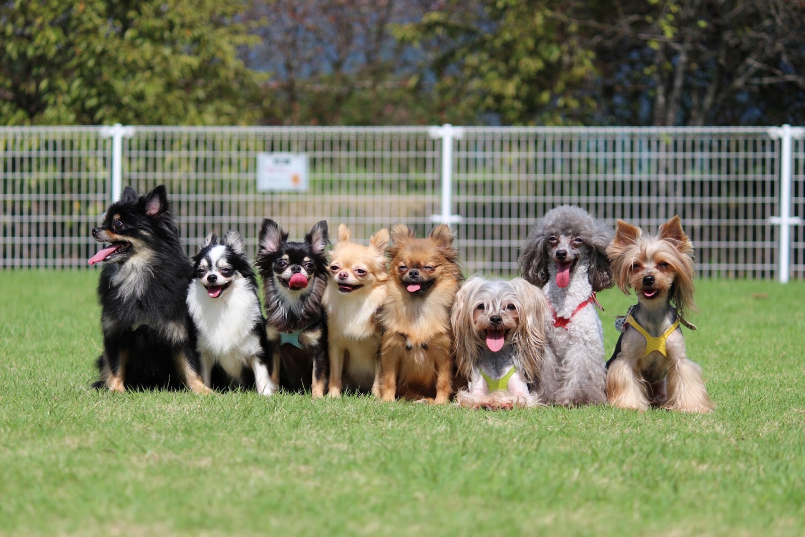 犬の集合写真