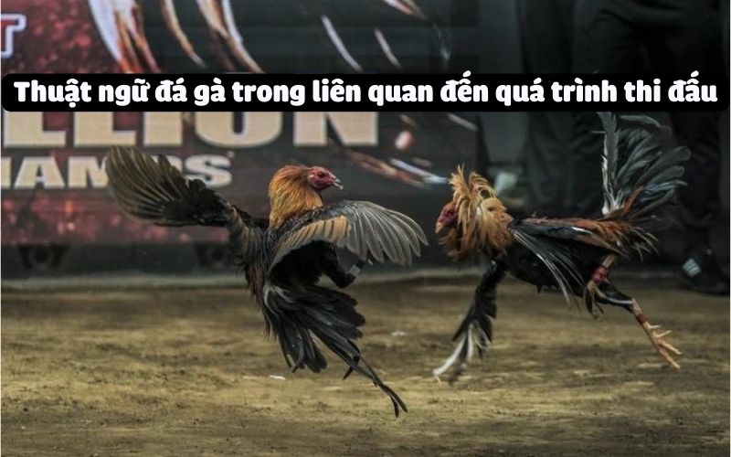 Thuật ngữ đá gà trong liên quan đến quá trình thi đấu