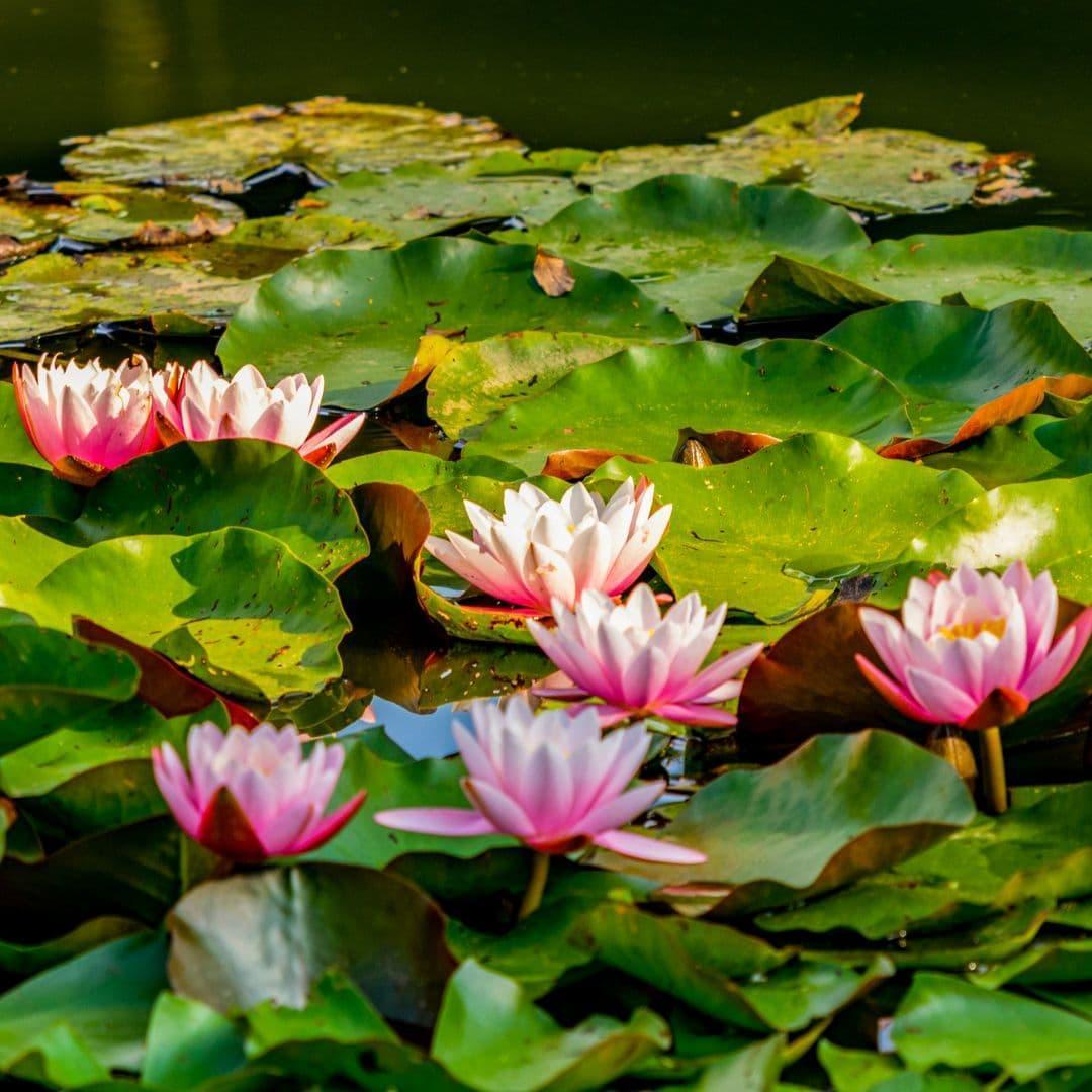 lotus for koi pond